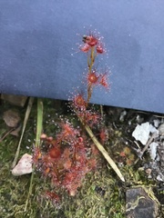 Drosera peltata