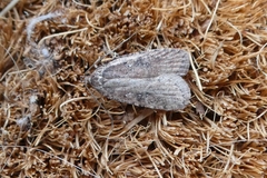 Agonopterix heracliana