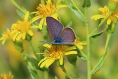 Leptotes pirithous
