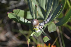 Leucospermum cuneiforme