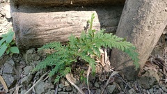 Selaginella moellendorffii