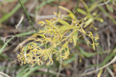 Thesium linophyllon