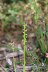 Prasophyllum pallidum