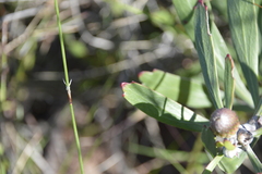 Leucospermum cuneiforme