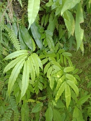 Angiopteris lygodiifolia