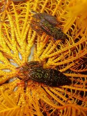 Synalpheus stimpsonii