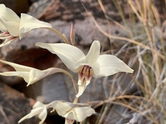 Gladiolus leptosiphon