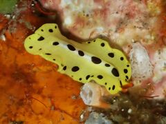 Eurylepta