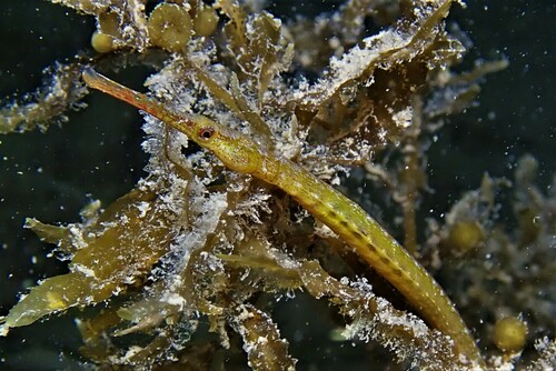 Black pipefish (Stigmatopora nigra) — Syngnathidae — 2