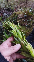 Tillandsia pastensis