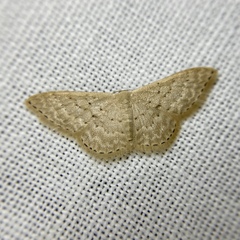 Idaea philocosma