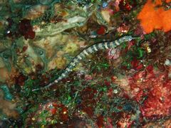 Corythoichthys haematopterus