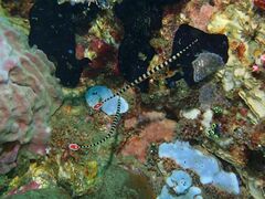 Dunckerocampus dactyliophorus