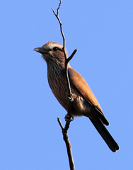 Coracias naevius mosambicus