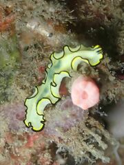 Eurylepta