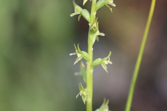Prasophyllum pallidum