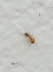 Pheidole fallax