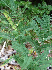 Vicia cassubica