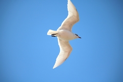 Ichthyaetus melanocephalus