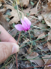 Cyclamen