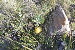 Leucospermum cuneiforme