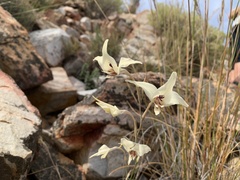 Gladiolus leptosiphon
