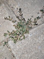 Euphorbia thymifolia