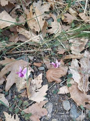 Cyclamen