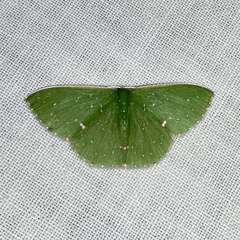 Prasinocyma iosticta