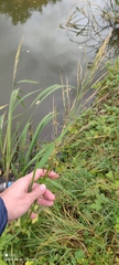 Zizania latifolia