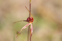 Caladenia reticulata