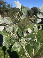 Populus alba