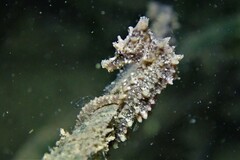 Hippocampus breviceps