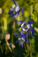 Aquilegia jucunda