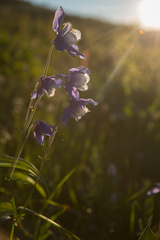 Aquilegia jucunda