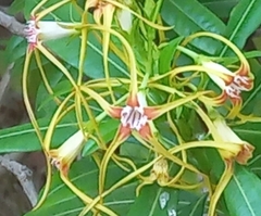 Strophanthus speciosus