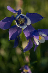 Aquilegia jucunda