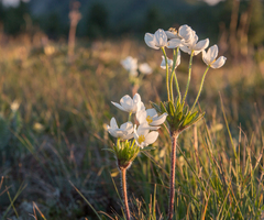 Anemonastrum crinitum
