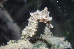 Hippocampus breviceps