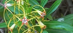Strophanthus speciosus