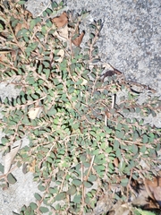Euphorbia thymifolia