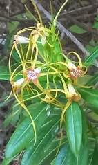 Strophanthus speciosus