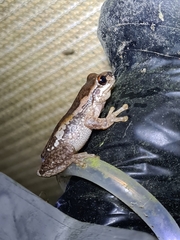 Litoria dentata