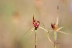 Caladenia reticulata