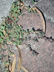Euphorbia thymifolia
