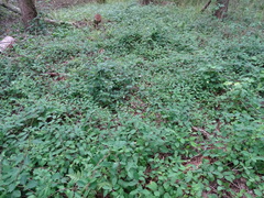 Lonicera periclymenum