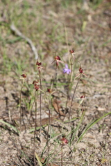 Caladenia reticulata
