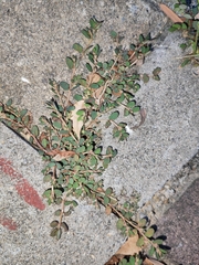 Euphorbia thymifolia