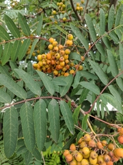 Sorbus