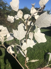 Populus alba